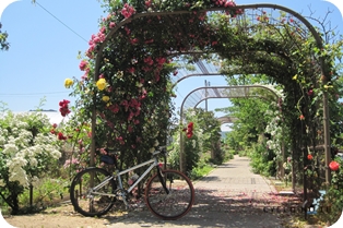 しまなみ海道サイクリング：大島のよしうみバラ公園でひとやすみ