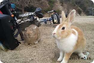 しまなみ海道サイクリング：ウサギの島として有名な大久野島