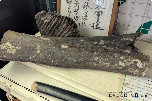 実際に網にかかったナウマンゾウの歯の化石（能島水軍）