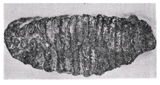 弓削島沖で採れたナウマンゾウの歯の化石（愛媛県史より）